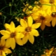 Coreopsis whorled: odmiany, sadzenie i pielęgnacja