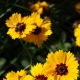 Coreopsis: opis, rodzaje i odmiany, sadzenie i pielęgnacja