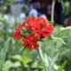 Chalcedon Likhnis: cechy, technika rolnicza