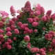 Najlepsze odmiany hortensji paniculata