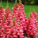 Snapdragon: opis i odmiany, sadzenie i pielęgnacja