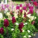 Snapdragon: opis i uprawa