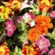 Mimulus: opis i odmiany, sadzenie i pielęgnacja