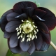 Hellebore black: opis, sadzenie, pielęgnacja i rozmnażanie