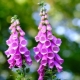Digitalis fioletowy: opis odmian i tajniki uprawy