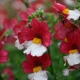Nemesia: opis i odmiany, sadzenie i pielęgnacja