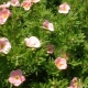 Przycinanie Potentilla: czas i metody, przydatne zalecenia