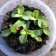 Cechy uprawy eustoma z nasion