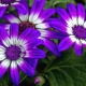 Osteospermum: opis, sadzenie i pielęgnacja