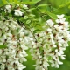 Robinia: opis i odmiany, sadzenie i pielęgnacja