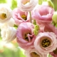 Odmiany różowej eustoma