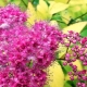 Spirea na Syberii: sadzenie i pielęgnacja