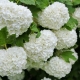 Metody hodowlane kaliny „Buldenezh”