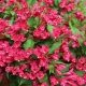 Metody hodowli Weigela