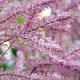 Tamarisk (tamarisk): opis i odmiany, zasady uprawy i pielęgnacji