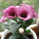 Rosnąca eustoma w domu