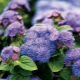 Ageratum: opis i odmiany, sadzenie i pielęgnacja