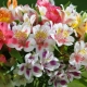 Alstroemeria: opis, sadzenie i pielęgnacja