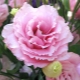 Eustoma: opis i odmiany, sadzenie i pielęgnacja