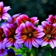 Salpiglossis: opis, sadzenie i pielęgnacja