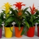 Rośliny domowe Bromeliad