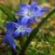 Chionodoxa Lucilia: opis, sadzenie i pielęgnacja