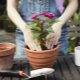 Kiedy i jak najlepiej przesadzać kwiaty w pomieszczeniach?