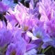 Colchicum (colchicum): opis, rodzaje i odmiany, jak sadzić i pielęgnować?