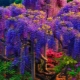 Wisteria: opis, rodzaje i odmiany, zastosowanie w projektowaniu krajobrazu