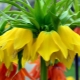 Wszystko o leszczynie (fritillaria)