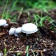 Kompost do grzybów: cechy, skład i przygotowanie