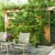 Czym jest pergola winogronowa i jak wygląda?