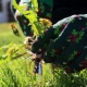 Jak pozbyć się mleczu z trawnika?