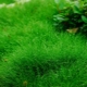 Trawa wieloletnia: cechy i wybory