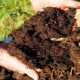 Wszystko o nawozach organicznych
