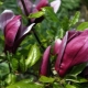Magnolia nigra: rozmnażanie i sadzenie