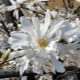 Wszystko o gwiezdnej magnolii