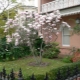 Uprawa magnolii wielkokwiatowej