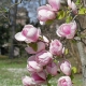 Rosnąca Magnolia Soulange