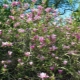 Uprawa magnolii Susan