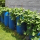 Cultiver diverses cultures en barriques