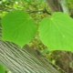 Cechy klonów greenbore