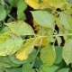 Phytophthora na ziemniakach: jak wygląda i jak sobie z tym radzić?