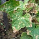 Phytophthora na ogórkach: przyczyny i metody leczenia