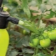 Furacilin z zarazy na pomidorach