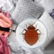 Jak pluskwy dostają się do materaca i jak się ich pozbyć?