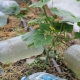 Nawadnianie kroplowe z plastikowych butelek