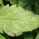 Choroba Cladosporium: co to jest i jak walczyć?