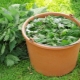 Top dressing z ogórków z pokrzywą