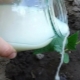 Ogórki do karmienia kredą